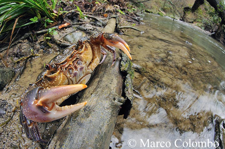 granchio di fiume identificazione